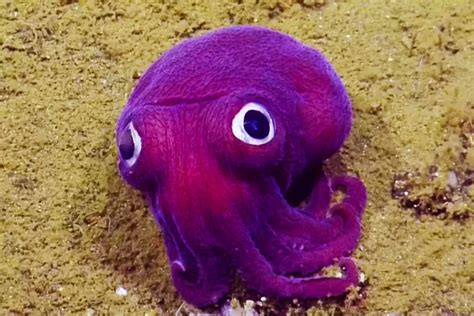 purple stubby squid